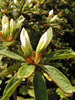 Rhododendron Liliiflorum (fam. Ericacees) (Chine) (07) (Photo F. Mrugala)